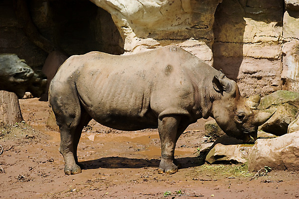 포토 JPG 해외이미지 동물 척추동물 응시 남자 얼굴 야생동물 백그라운드 신체 포유류 아프리카 자연 뿔 동물원 서기 사람없음 옆모습 힘 산책 회색 흰색 황무지 닫기 위험 큼 자르기 사파리 슛 멸종 코뿔소 고립 땅바닥 옛날 채식주의자 차단 해외202004 해외포토 시선 나라 뷰포인트 컬러 컨셉 모션 휴식 바닥 사람 신체부위 크기 생태계 채식 파일형식 이미지허브