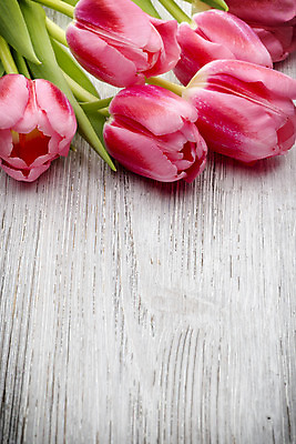 포토 JPG 해외이미지 식물 계절 꽃잎 꽃 분홍색 꽃다발 백그라운드 잎 꽃무늬 자연 부활절 사람없음 목재 초록색 머리 봄 튤립 벚꽃 다발 해외202004 해외포토 나무 기념일 컬러 무늬 재료 신체부위 생태계 파일형식 이미지허브