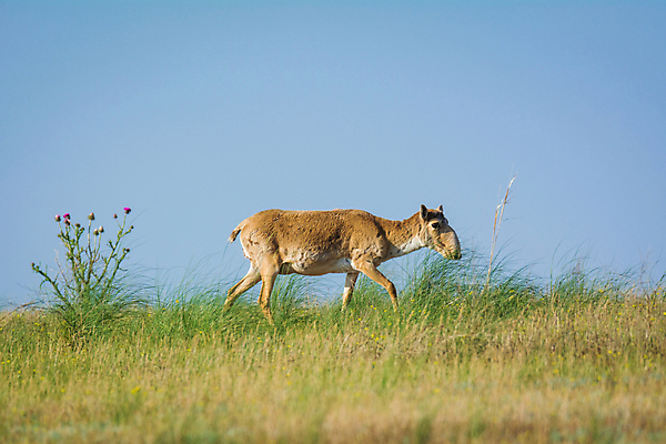 포토 JPG 해외이미지 동물 여자 남자 야생동물 포유류 자연 뿔 풍경 사람없음 뜨거움 군중 갈증 러시아 영양 가뭄 러시아인 스텝 해외202004 해외포토 서양인 유럽 날씨 사람 생태계 파일형식 이미지허브