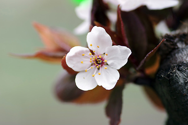 포토 JPG 해외이미지 나무 식물 계절 꽃잎 꽃 분홍색 백그라운드 잎 꽃무늬 자연 사람없음 야외 여름 빛 컬러풀 햇빛 태양 정원 맑음 봄 성장 벚꽃 흰색 신선 시간 개화 체리 사과 소프트포커스 과수원 원예 보케 내추럴 살구 효과 해외202004 해외포토 자연요소 컬러 무늬 농업 과일 날씨 촬영기법 취미 생태계 파일형식 이미지허브