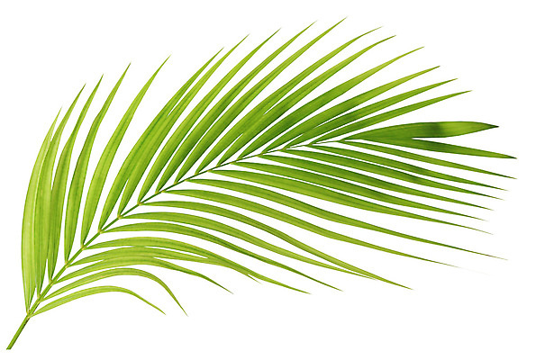 포토 JPG 해외이미지 나무 식물 백그라운드 잎 곡선 부분 자연 손바닥 사람없음 초록색 여름 성장 흰색 나뭇가지 숲 오브젝트 코코넛 내추럴 고립 해외202004 해외포토 손 계절 선 컬러 과일 생태계 파일형식 이미지허브