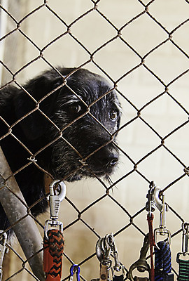 포토 JPG 해외이미지 동물 응시 얼굴 새끼 컨셉 포유류 주택 털 자물쇠 육류 사람없음 울타리 반려동물 슬픔 흰색 사회 개 강아지 작음 학대 사냥개 철사 새장 망사 송곳니 노숙자 기르기 유래 해외202004 해외포토 시선 감정 컬러 식재료 건물 신체부위 담장 직물 치아 크기 사회이슈 공동체 돌봄 케이지 파일형식 이미지허브