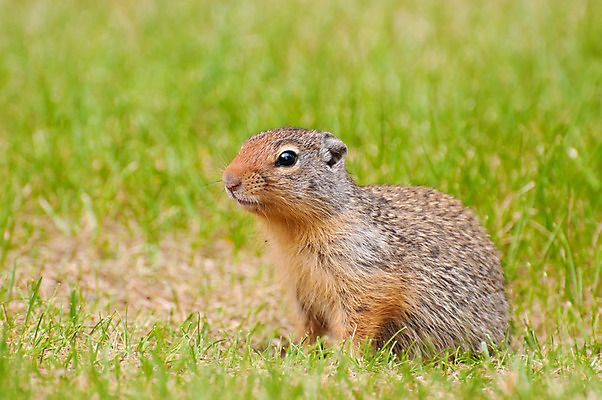 포토 JPG 해외이미지 동물 응시 공원 야생동물 자연 털 서기 사람없음 야외 초록색 갈색 우주 설치류 큼 모피 치수 그리너리 해외202004 해외포토 시선 공공시설 컬러 모션 크기 생태계 파일형식 트랜드컬러 이미지허브