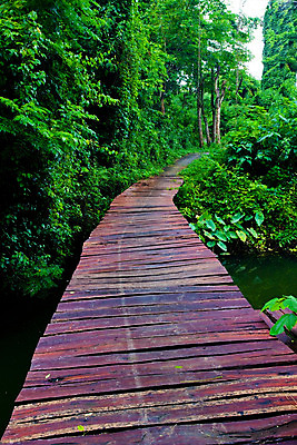 포토 JPG 해외이미지 나무 공원 아시아 길 밧줄 여행 자국 자연 휴가 산 매달리기 사람없음 야외 목재 초록색 여행객 산책 트래킹 하이킹 탐험 도전 널 숲 접속 위험 통로 건너기 방법 옛날 전국 해외202004 해외포토 식물 공공시설 나라 줄 컬러 컨셉 재료 모션 레저 휴식 사람 생태계 파일형식 이미지허브