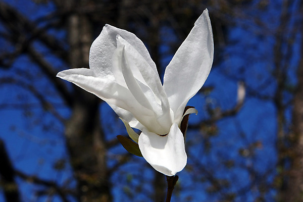 포토 JPG 해외이미지 나무 식물 계절 꽃잎 꽃 줄기 분홍색 잎 꽃무늬 하늘 사람없음 장식 초록색 컬러풀 정원 보라색 봄 성장 벚꽃 나뭇가지 신선 개화 묘사 목련 내추럴 고립 꽃수술 제안 해외202004 해외포토 컬러 무늬 파일형식 이미지허브