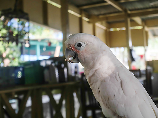 포토 JPG 해외이미지 동물 1 야생동물 백그라운드 날개 자연 조류 사람없음 반려동물 컬러풀 흰색 깃털 부리 앵무새 갈기 고립 이국적 해외202004 해외포토 컬러 생태계 파일형식 이미지허브