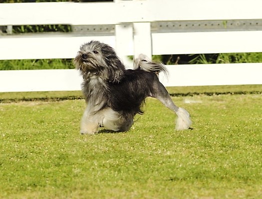 포토 JPG 해외이미지 동물 응시 공원 행복 컨셉 포유류 친절 털 독일 건강 잔디 사람없음 야외 반려동물 장난감 걷기 믿음 검은색 가축 활발 미니어처 코트 프랑스 우아함 개 달콤 강아지 사자 작음 피부 웨이브 꼬리 벨기에 쇼 무릎 부드러움 솜털 송곳니 기르기 동반자 복종 신앙심 유래 충실 해외202004 해외포토 식물 시선 공공시설 감정 유럽 컬러 모션 신체부위 모형 외투 감각 맛 치아 크기 돌봄 서유럽 파일형식 이미지허브