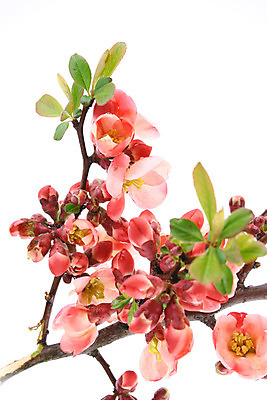 포토 JPG 해외이미지 나무 식물 계절 꽃잎 꽃 줄기 분홍색 백그라운드 꽃무늬 자연 사람없음 야외 초록색 컬러풀 정원 봄 성장 벚꽃 흰색 나뭇가지 개화 강렬 고립 살구 해외202004 해외포토 컬러 무늬 과일 생태계 파일형식 이미지허브