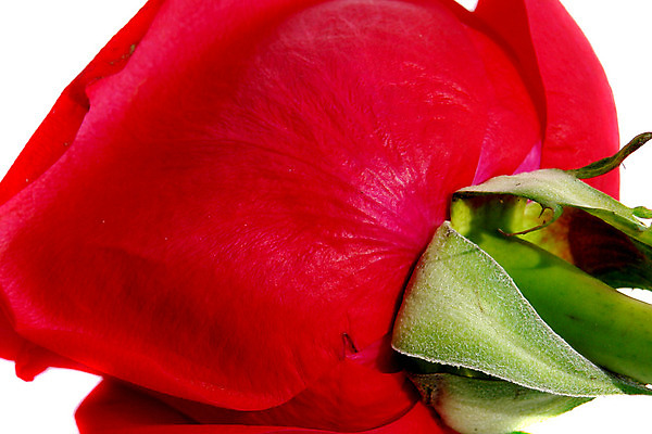 포토 JPG 해외이미지 식물 기념일 꽃잎 꽃 백그라운드 자연 벽지 발렌타인데이 선물 사랑 사람없음 빨간색 장미 물방울 오픈 질감 기회 열정 내추럴 접기 해외202004 해외포토 감정 컬러 모션 데이이벤트 이벤트 생태계 파일형식 이미지허브