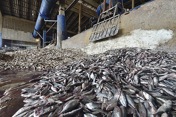 포토 JPG 해외이미지 동물 산업 음식 바다 장갑 오렌지 포장 낚시 건강 어류 사람없음 치료 상자 농장 권투 화물 신선 카세트테이프 시장 보호 주식 지중해 계산대 가득함 도미 팩 패키지 수납 방법 밭일 오메가 위생관리 제어 많음 해외202004 해외포토 잡화 컨셉 농업 과일 의학 레저 관리 금융 수중동물 화장품 격투기 운송업 파일형식 이미지허브