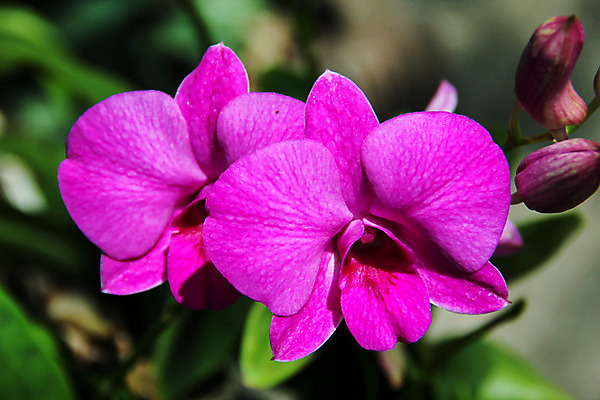 포토 JPG 해외이미지 나무 식물 디자인 꽃잎 꽃 꽃다발 백그라운드 컨셉 잎 꽃무늬 패턴 자연 추상 미술 사람없음 장식 초록색 물 여름 빛 정원 스파 벚꽃 흰색 난초 순수 묘사 질감 호접란 고립 해외202004 해외포토 자연요소 계절 컬러 무늬 문화예술 생태계 파일형식 이미지허브