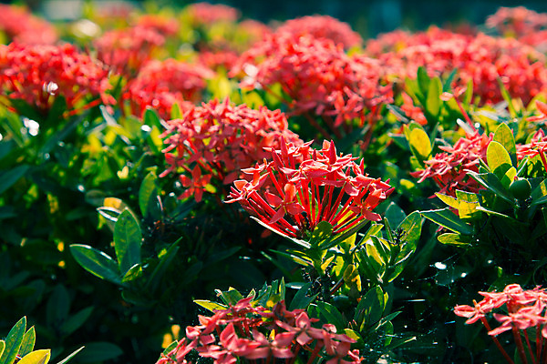 포토 JPG 해외이미지 나무 식물 꽃잎 꽃 아시아 분홍색 백그라운드 잎 꽃무늬 패턴 오렌지 태국 자연 불꽃 사람없음 야외 장식 빨간색 초록색 여름 컬러풀 정원 봄 성장 벚꽃 흰색 신선 개화 그룹 우아함 닫기 왕 스파이크 내추럴 고립 제라늄 해외202004 해외포토 계절 나라 컬러 컨셉 무늬 과일 모션 불 생태계 파일형식 이미지허브