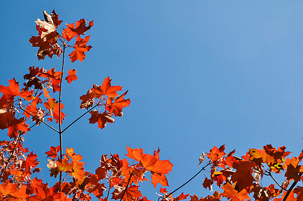 포토 JPG 해외이미지 나무 식물 디자인 계절 백그라운드 단풍 잎 자연 하늘 추상 프레임 사람없음 야외 빨간색 파란색 빛 컬러풀 햇빛 태양 환경 가을 나뭇가지 숲 질감 반대 10월 해외202004 해외포토 자연요소 컬러 무늬 날짜 생태계 파일형식 이미지허브