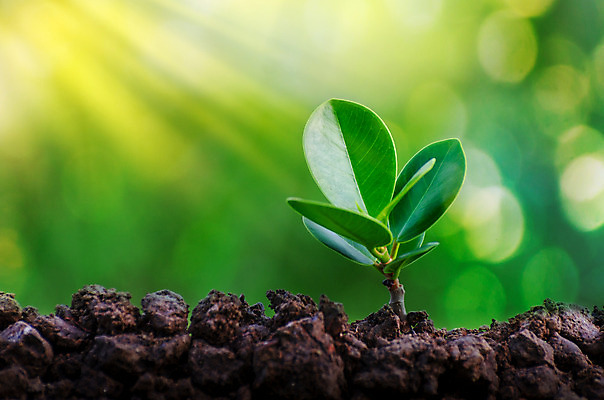 포토 JPG 해외이미지 나무 식물 손 지구 백그라운드 컨셉 잎 농업 자연 새로움 관리 씨앗 사람 사람없음 초록색 빛 세계 햇빛 노란색 새싹 환경 흙 봄 성장 신선 보호 숲 작음 원예 유지 개발 돌봄 땅바닥 모종 묘목 생태학 심기 처음 해외202004 해외포토 계절 교육 산업 컬러 모션 바닥 취미 신체부위 태양 크기 생태계 파일형식 이미지허브