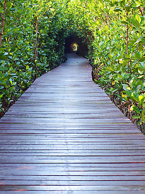 포토 JPG 해외이미지 나무 식물 공원 길 줄기 여행 잎 밭 자연 추상 풍경 사람없음 목재 산책로 나뭇가지 터널 숲 오솔길 아래 아치 장면 목공예 공상 통과 내추럴 깊이 방법 수목 해외202004 해외포토 공공시설 무늬 농업 재료 공예 방향 생태계 위치 파일형식 이미지허브