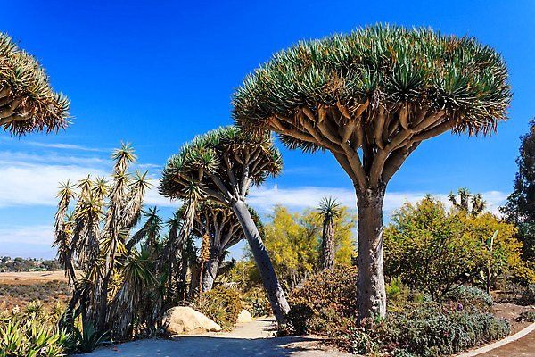 포토 JPG 해외이미지 나무 식물 길 자국 선인장 사람없음 캘리포니아 해외202004 해외포토 미국 파일형식 이미지허브