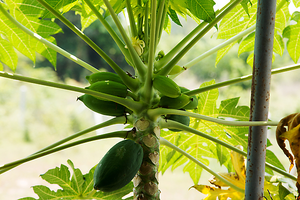 포토 JPG 해외이미지 나무 식물 아시아 음식 백그라운드 잎 농업 다이어트 채소 과일 태국 자연 휴가 건강 동양인 사람없음 야외 초록색 농장 환경 정원 봄 성장 신선 달콤 맛 과수원 다발 유기농 날것 내추럴 숙성 이국적 채식주의자 파파야 해외202004 해외포토 웰빙 계절 나라 산업 컬러 컨셉 인종 열대과일 생태계 채식 파일형식 이미지허브