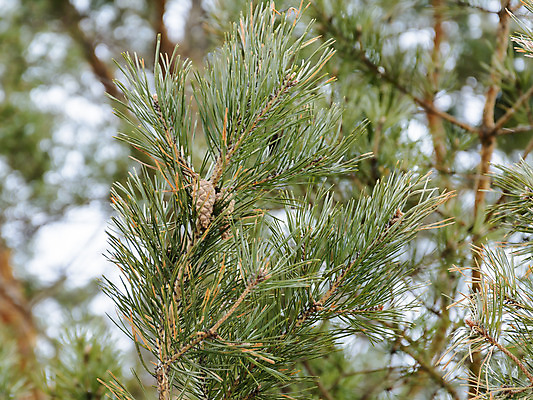 포토 JPG 해외이미지 나무 자연 풍경 사람없음 나뭇가지 소나무 원뿔 가문비나무 해외202004 해외포토 도형 식물 생태계 파일형식 이미지허브