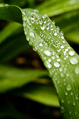 포토 JPG 해외이미지 식물 백그라운드 잎 패턴 자연 사람없음 초록색 물 한개 환경 활발 젖음 신선 떨어짐 이슬 작음 청소 빗방울 환경보전 유기농 자연백그라운드 진행 개발 복원 심기 해외202004 해외포토 자연요소 1 웰빙 컬러 컨셉 무늬 모션 비_날씨 크기 사회이슈 생태계 파일형식 이미지허브