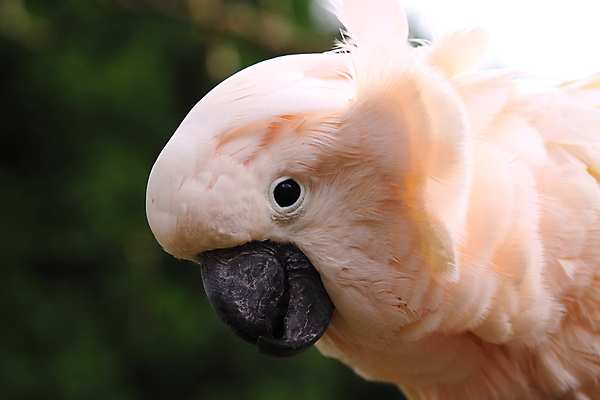 포토 JPG 해외이미지 야생동물 자연 조류 사람없음 깃털 부리 앵무새 해외202004 해외포토 동물 생태계 파일형식 이미지허브