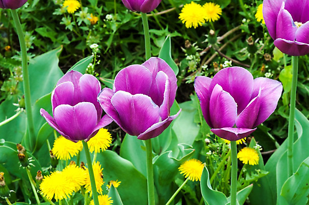 포토 JPG 해외이미지 식물 계절 공원 꽃 줄기 분홍색 꽃다발 백그라운드 잎 꽃무늬 밭 오렌지 자연 부활절 사랑 사람없음 장식 빨간색 초록색 컬러풀 노란색 정원 보라색 봄 활발 튤립 성장 벚꽃 개화 내추럴 해외202004 해외포토 공공시설 기념일 감정 컬러 컨셉 무늬 농업 과일 생태계 파일형식 이미지허브