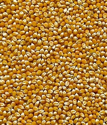 포토 JPG 해외이미지 음식 백그라운드 농업 채소 자연 건조 옥수수 씨앗 사람없음 그린에너지 질감 알맹이 팝콘 해외202004 해외포토 식물 산업 곡류 에너지 생태계 파일형식 이미지허브