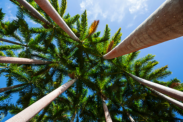 포토 JPG 해외이미지 나무 식물 섬 여행 백그라운드 자연 벽지 휴가 손바닥 풍경 사람없음 야외 초록색 여름 빛 햇빛 환경 정원 계곡 미국 습기 시골 뜨거움 원예 휴양지 내추럴 동물상 코스타리카 수평선 해외202004 해외포토 손 계절 컬러 북아메리카 취미 태양 조형물 장소 중앙아메리카 생태계 파일형식 이미지허브