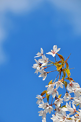 포토 JPG 해외이미지 나무 계절 꽃 백그라운드 잎 자연 하늘 새로움 사람없음 초록색 파란색 새싹 봄 벚꽃 흰색 나뭇가지 신선 개화 체리 취급주의 해외202004 해외포토 식물 컬러 컨셉 과일 경고 생태계 파일형식 이미지허브