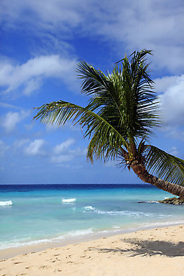 포토 JPG 해외이미지 식물 모래 바다 섬 여행 하늘색 잎 자연 하늘 휴가 휴식 손바닥 사람없음 태양 수영 침묵 기쁨 만 휴게실 선탠 크루즈 휴양지 파라다이스 해외202004 해외포토 자연요소 손 감정 컨셉 배_교통 파란색 소리 장소 수상스포츠 생태계 파일형식 이미지허브