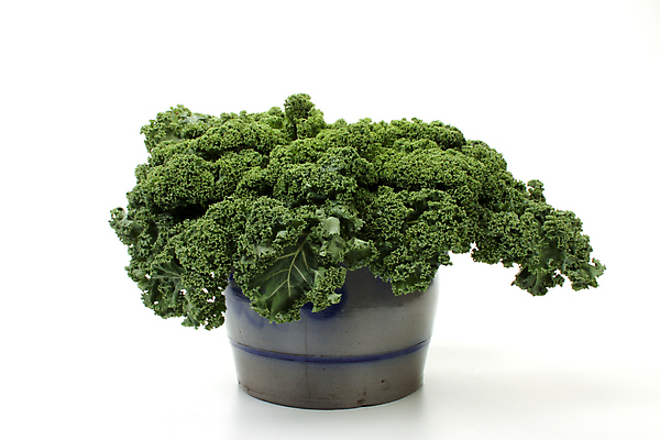 포토 JPG 해외이미지 음식 다이어트 채소 과일 건강 요리 사람없음 초록색 파란색 침묵 흰색 신선 배열 날씬함 양배추 날것 모음 고립 구성 케일 많음 해외202004 해외포토 컬러 컨셉 한글 소리 몸매 파일형식 이미지허브