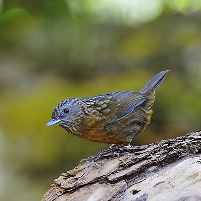 포토 JPG 해외이미지 동물 야생동물 자연 조류 사람없음 야외 갈색 경보 해외202004 해외포토 컬러 생태계 파일형식 이미지허브