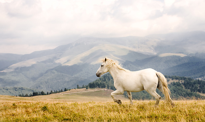 포토 JPG 해외이미지 동물 구름 밭 포유류 자연 산 파노라마 풍경 사람없음 파란색 달리기 검은색 황무지 속도 그림 공상 내추럴 해외202004 해외포토 자연요소 컬러 농업 모션 촬영기법 생태계 파일형식 이미지허브
