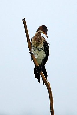 포토 JPG 해외이미지 동물 호수 야생동물 여행 아프리카 조류 종류 사람없음 물 검은색 행운 보호 습지 사파리 꼬리 지역 멀리 서식지 내추럴 개발 우간다 해외202004 해외포토 자연요소 나라 컬러 컨셉 파일형식 이미지허브