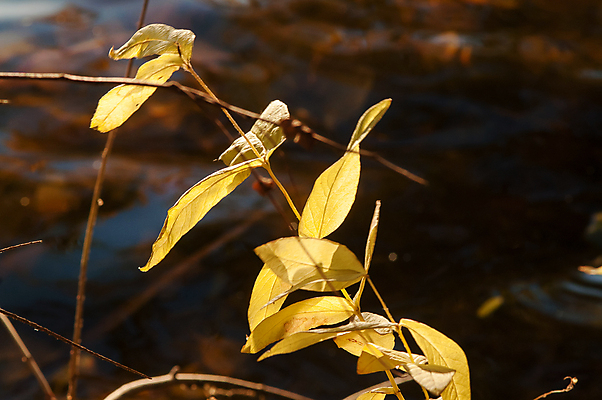 포토 JPG 해외이미지 나무 식물 계절 공원 호수 여행 백그라운드 잎 오렌지 자연 하늘 풍경 사람없음 야외 목재 빨간색 초록색 물 파란색 빛 강 컬러풀 반사 노란색 환경 맑음 침묵 가을 나뭇가지 시골 연못 황금 숲 9월 11월 장면 10월 해외202004 해외포토 자연요소 공공시설 컬러 과일 재료 날씨 소리 날짜 생태계 파일형식 이미지허브