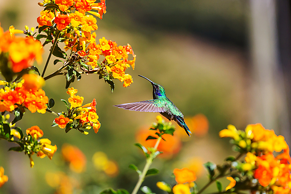 포토 JPG 해외이미지 꽃 야생동물 조류 사람없음 아웃포커스 작음 벌새 해외202004 해외포토 식물 동물 촬영기법 크기 파일형식 이미지허브