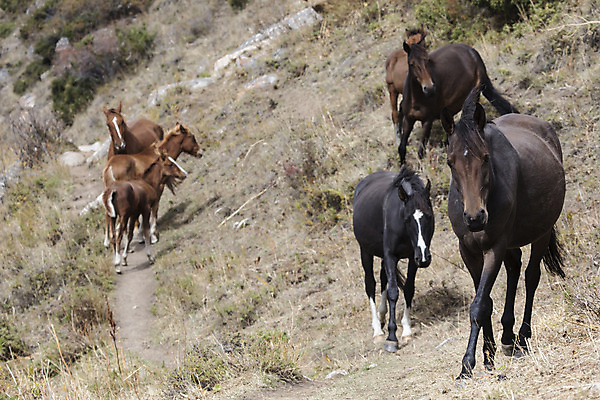 포토 JPG 해외이미지 동물 구름 공원 아시아 음식 여행 농업 자연 하늘 산 주택 국립공원 풍경 사람없음 야외 초록색 파란색 빛 맑음 가축 트래킹 하이킹 흰색 업무 황무지 군중 먹기 순수 멀리 산악지대 절정 키르기스스탄 해외202004 해외포토 자연요소 공공시설 나라 산업 컬러 컨셉 모션 레저 날씨 사람 건물 작업 생태계 중앙아시아 파일형식 이미지허브