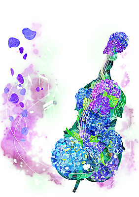 PSD 식물 꽃잎 꽃 악기 백그라운드 컨셉 음표 일러스트 사람없음 파란색 보라색 화려 신비 수국 콘트라베이스 활용 국내일러스트 기호 음악 컬러 현악기 파일형식