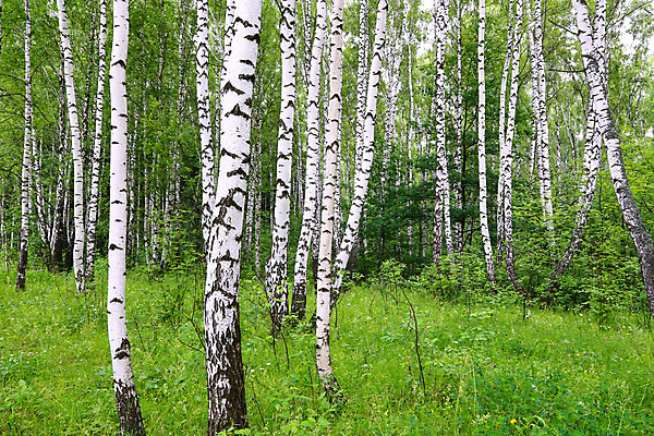 포토 JPG 해외이미지 나무 식물 공원 잎 자연 풍경 사람없음 야외 목재 초록색 여름 환경 봄 흰색 나뭇가지 신선 숲 에코 러시아 나무껍질 자작나무 내추럴 생태학 해외202004 해외포토 계절 공공시설 교육 유럽 컬러 재료 껍질 생태계 파일형식 이미지허브