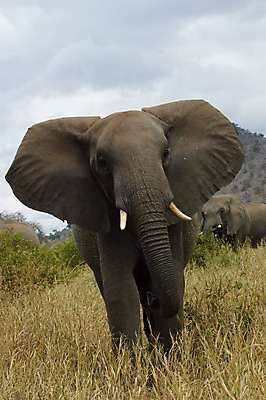 포토 JPG 해외이미지 동물 구름 야생동물 포유류 아프리카 자연 초식동물 코끼리 사람없음 노란색 힘 분노 황무지 보호 위험 큼 사파리 귀 상아 거인 세렝게티 요금 원정 탄자니아 해외202004 해외포토 자연요소 감정 나라 컬러 컨셉 신체부위 크기 생태계 파일형식 이미지허브
