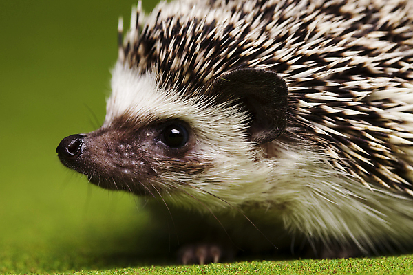 포토 JPG 해외이미지 동물 한마리 근접촬영 사람없음 고슴도치 해외202004 해외포토 1 뷰포인트 포유류 파일형식 이미지허브