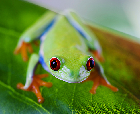 포토 JPG 해외이미지 주간 한마리 야생동물 잎 양서류 사람없음 야외 아웃포커스 청개구리 해외202004 해외포토 자연요소 식물 동물 1 촬영기법 개구리 파일형식 이미지허브