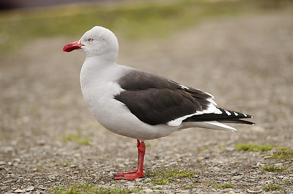 포토 JPG 해외이미지 동물 1 야생동물 날개 자연 갈매기 조류 사람없음 흰색 남아메리카 깃털 부리 아르헨티나 해외202004 해외포토 컬러 아메리카 생태계 파일형식 이미지허브