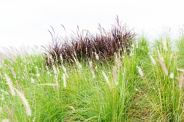 포토 JPG 해외이미지 식물 계절 백그라운드 잎 밭 자연 사람없음 초록색 여름 빛 햇빛 노란색 정원 보라색 성장 가을 흰색 신선 황금 닫기 깃털 내추럴 해외202004 해외포토 컬러 농업 모션 태양 생태계 파일형식 이미지허브