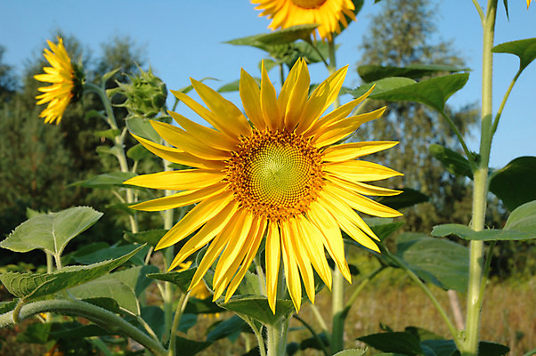 포토 JPG 해외이미지 식물 꽃잎 꽃 줄기 농업 자연 해바라기 사람없음 초록색 컬러풀 노란색 정원 맑음 봄 벚꽃 꽃가루 내추럴 해외202004 해외포토 계절 산업 컬러 날씨 가루 생태계 파일형식 이미지허브