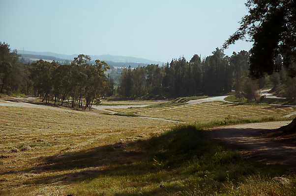 포토 JPG 해외이미지 나무 지구 여행 밭 아프리카 자연 바람 사람없음 목재 초록색 햇빛 태양 노란색 봄 기쁨 사막 안개 벚꽃 중앙 숲 땅 언덕 날카로움 먼지 전나무 동쪽 이스라엘 해외202004 해외포토 자연요소 식물 계절 꽃 감정 나라 컬러 농업 재료 날씨 방향 생태계 서아시아 파일형식 이미지허브