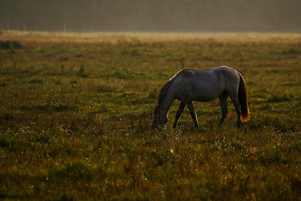 포토 JPG 해외이미지 동물 계절 실루엣 야생동물 스포츠 밭 장난 자연 아침 국립공원 사랑 풍경 사람없음 야외 여름 빛 반려동물 컬러풀 달리기 농장 일출 경쟁 목장 에너지 자유 안개 가을 시골 우아함 군중 승차 방목 9월 먹기 속도 8월 망아지 라트비아 뿌연 찰과상 해외202004 해외포토 주간 공원 감정 새끼 컬러 컨셉 농업 모션 날씨 촬영기법 북유럽 사람 노을 말_동물 날짜 축산업 상처 생태계 파일형식 이미지허브