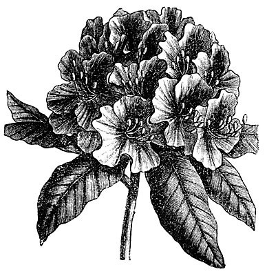 EPS 해외이미지 식물 디자인 꽃 줄기 잎 일러스트 미술 장식 검은색 수확 골동품 흰색 개화 스케치 진달래 그림 상록수 판화 잡종 내추럴 고립 옛날 차단 해외202004 해외일러스트 컬러 농업 문화예술 파일형식 벡터 이미지허브