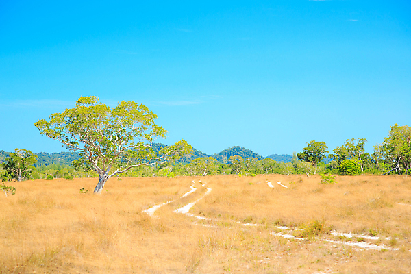 포토 JPG 해외이미지 나무 식물 공원 여행 백그라운드 잎 아프리카 태국 자연 하늘 아침 풍경 사람없음 야외 초록색 파란색 빛 환경 침묵 황무지 황금 플랫 정상 숲 큼 땅 사파리 내추럴 아카시아 사바나 생태학 푸켓 해외202004 해외포토 주간 공공시설 교육 나라 아시아 컬러 소리 크기 생태계 파일형식 이미지허브
