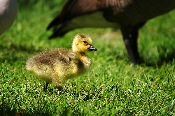 포토 JPG 해외이미지 동물 응시 지도 캐나다 조류 잔디 사람없음 초록색 부모 달리기 걷기 덮개 아기 손목시계 거위 돌봄 해외202004 해외포토 식물 시선 시계 컬러 북아메리카 장신구 가족 모션 사람 뚜껑 파일형식 이미지허브