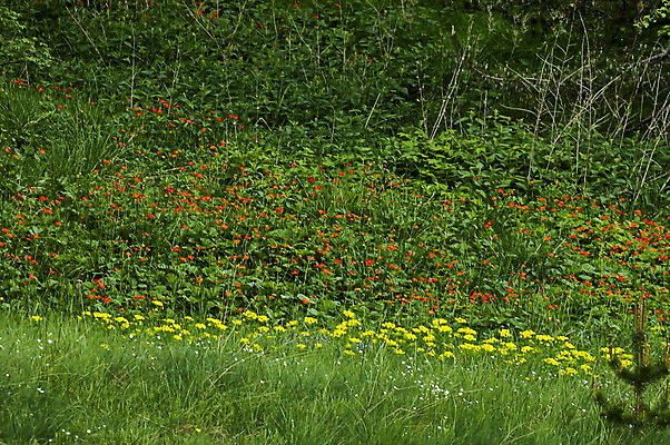 포토 JPG 해외이미지 식물 계절 꽃잎 꽃 백그라운드 잎 패턴 자연 산 사람없음 야외 장식 빨간색 초록색 햇빛 노란색 봄 활발 벚꽃 신선 개화 순수 속도 질감 꽃가루 내추럴 꽃수술 불가리아 아네모네 해외202004 해외포토 컬러 컨셉 무늬 태양 가루 생태계 파일형식 남유럽 이미지허브